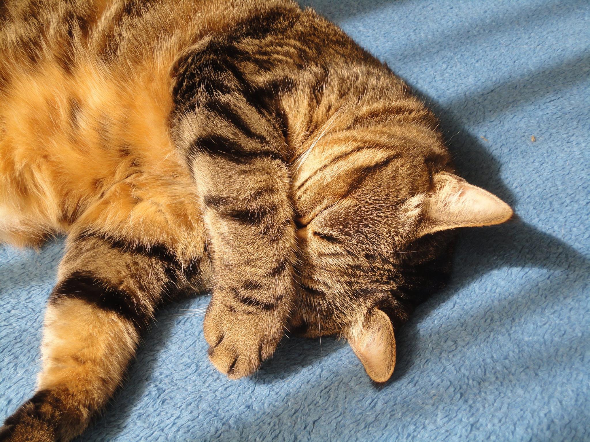 Rilassamento ginnastica dolce biosomatica lodi gatto