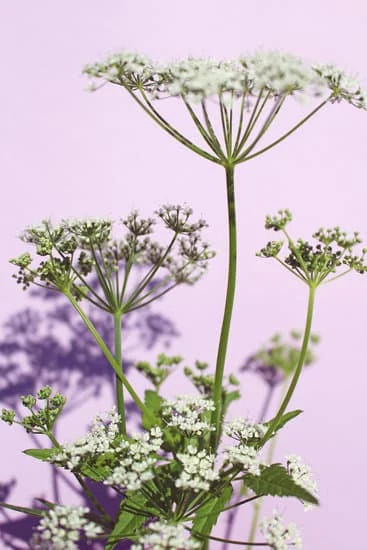 Respirazione ginnastica dolce biosomatica Lodi